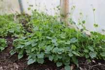 Rasaduri Cucamelon (castrapepenele) Melothria scabra