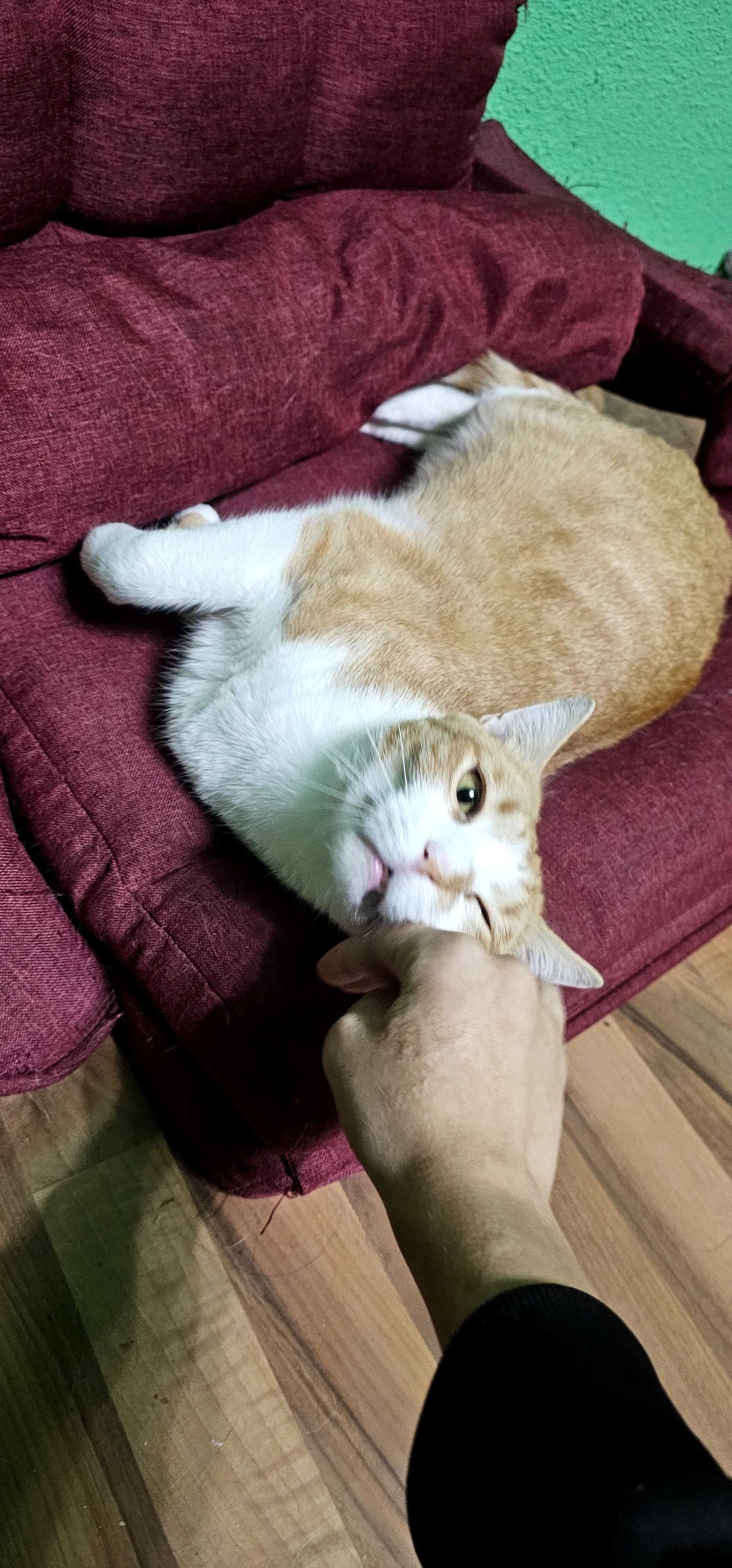 Pet Sitter în Brașov. Plimbare câini.