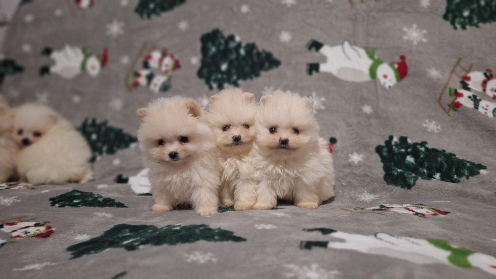 Померан мини померанчета