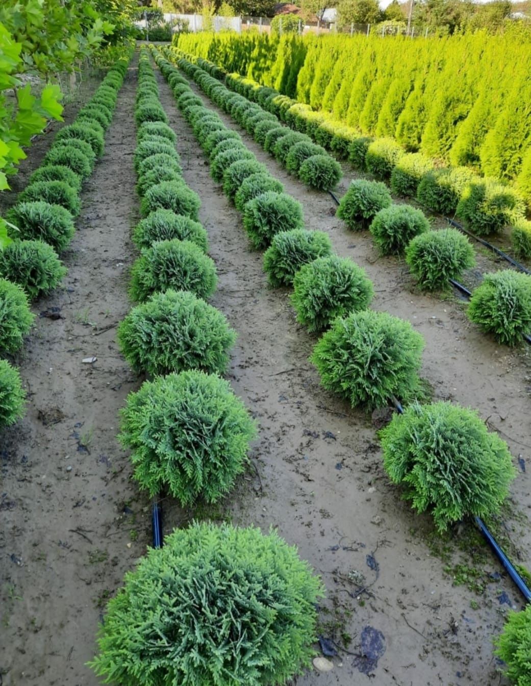 Palmieri rezista la frig % garantat/ thuja smaralgd enupar tarator