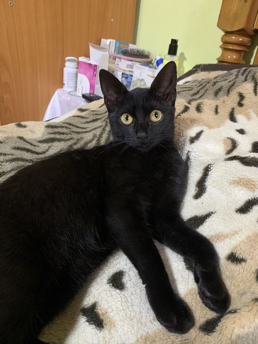 Donez pisica neagra
