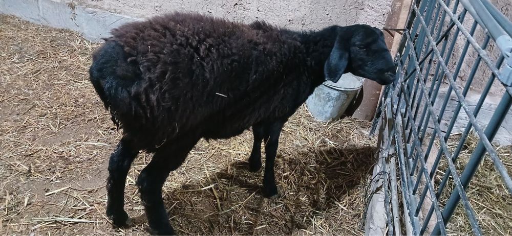 6oylik qozila sotiladi