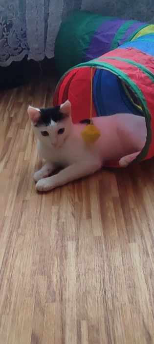 Котята только добрым, ответственным людям