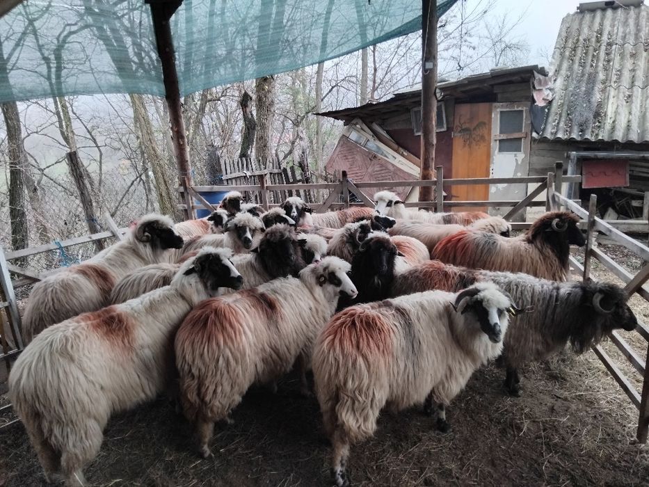 De vanzare oi tinere gestante