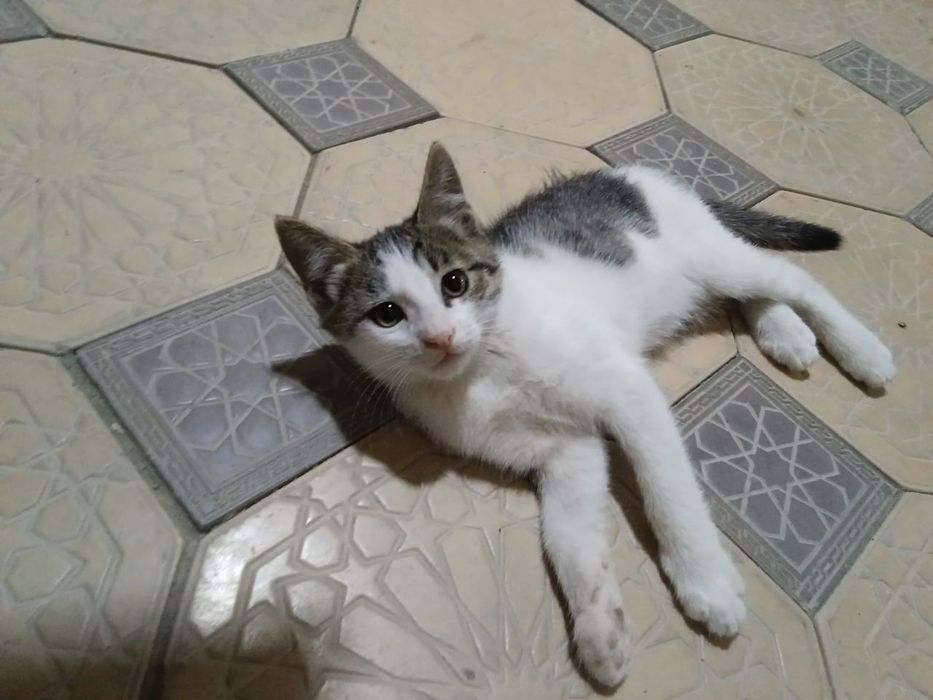 Кошки  и котята в хорошие руки