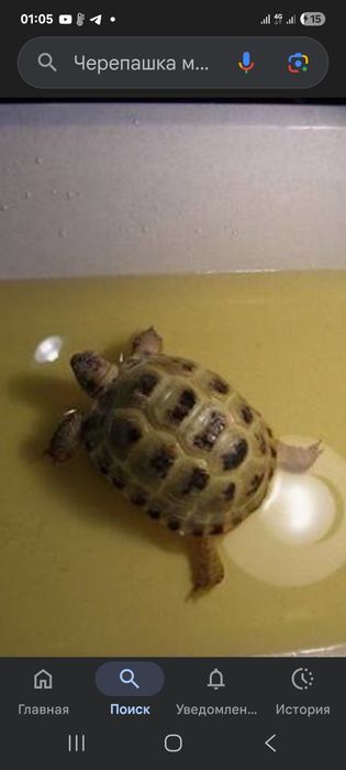 Черепаха небольшая
