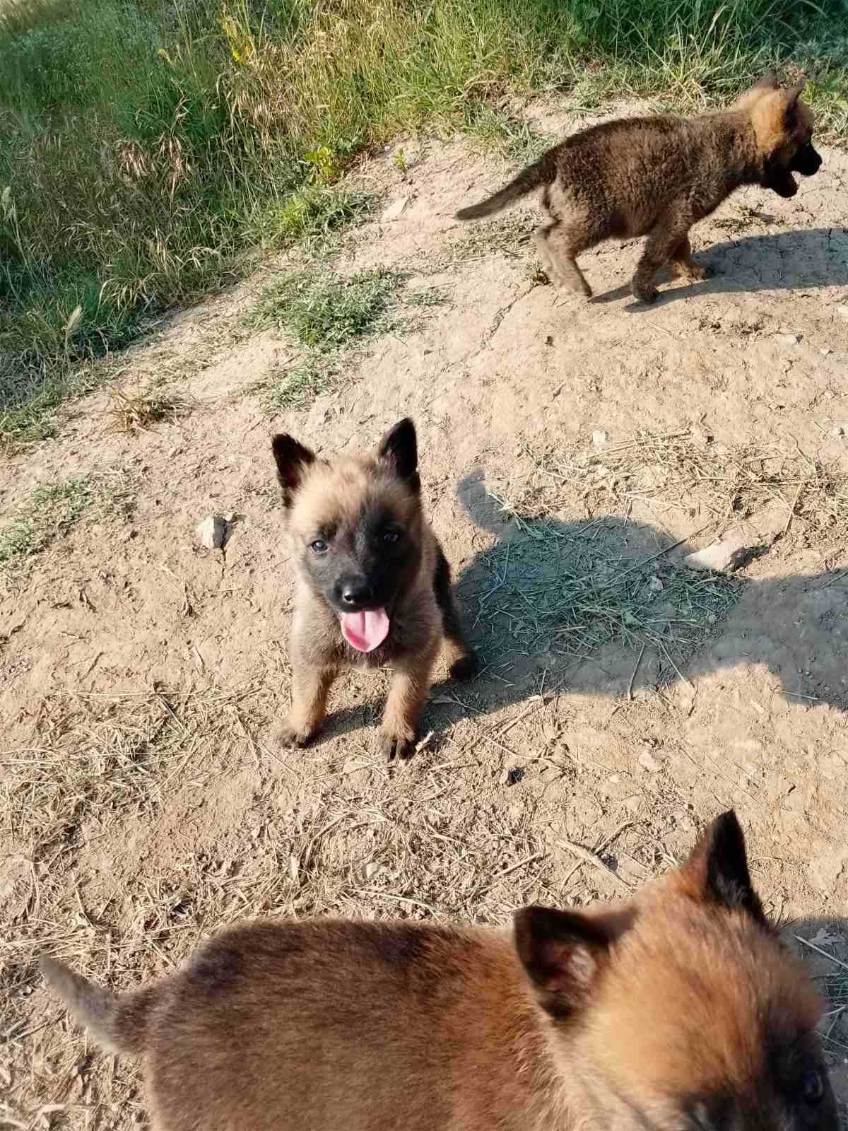 Малки кученца малиноа