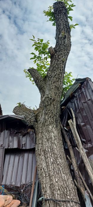 Vând trunchi de nuc  2,40 m înălțime/ 2,10 m grosime