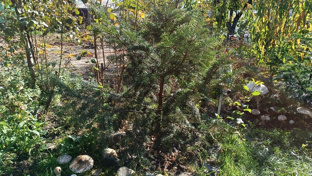 Vand Braduti naturali