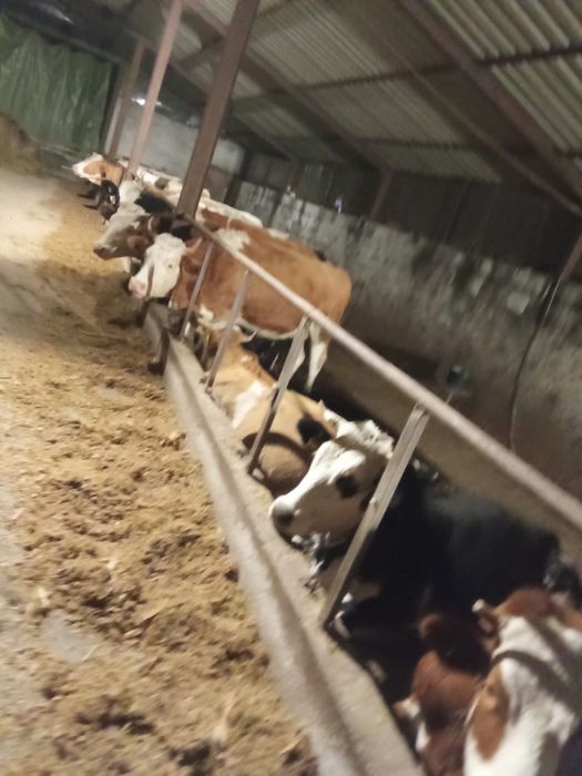 Vand lot de 10  Vaci Gestante si de lapte