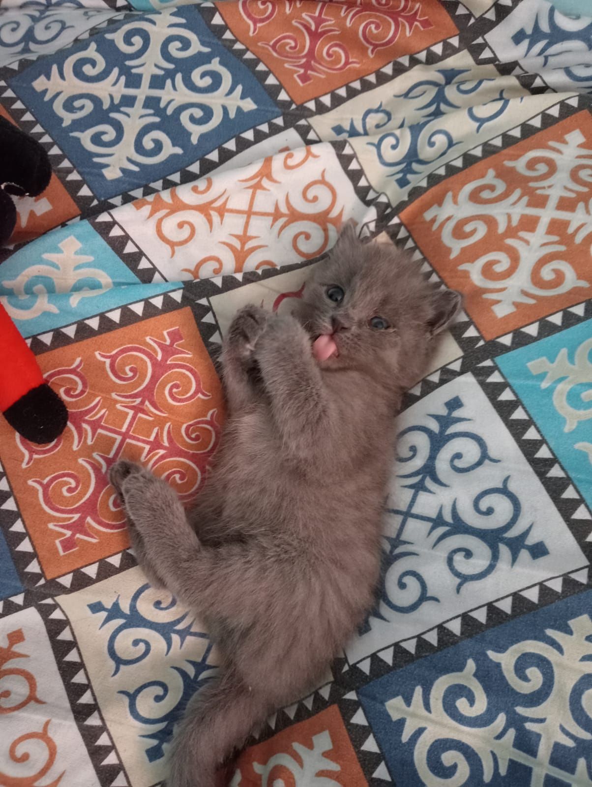 отдам котят в хорошие руки возможно  доставка