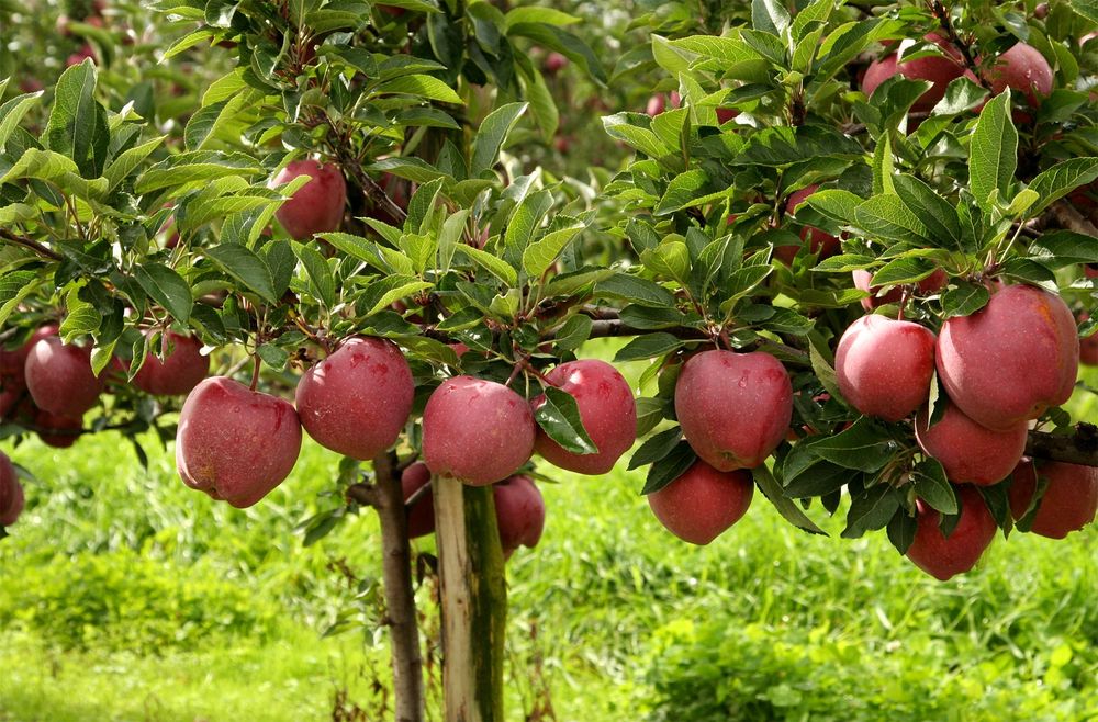 Pomi Fructiferi Pitici DWARF (MAR )