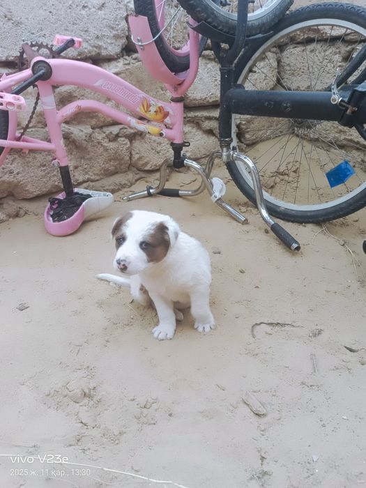 Еркек күшік сатылады