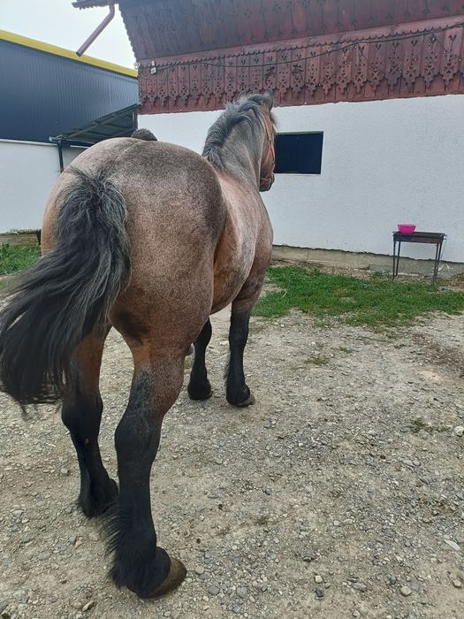 Vând cal de 8 ani