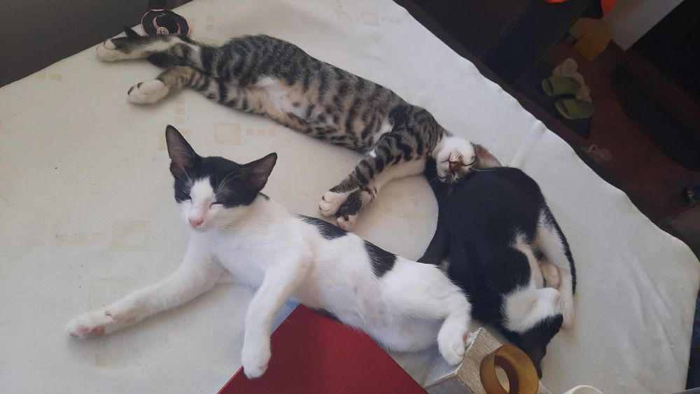 Ofer spre adopție 3 pui de pisica.