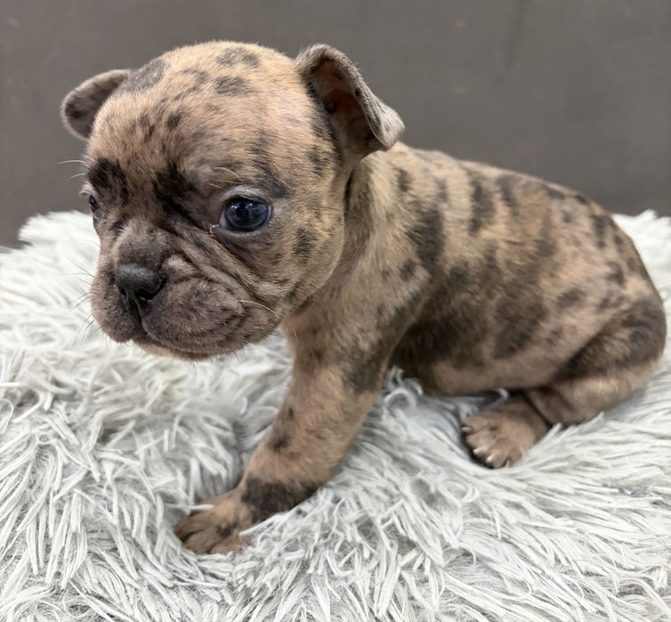 Френски булдог/малки кученца