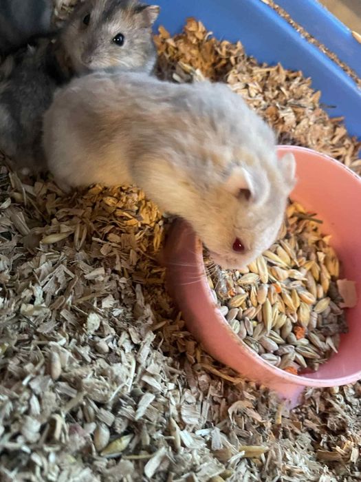 Hamsteri pitici Campbell