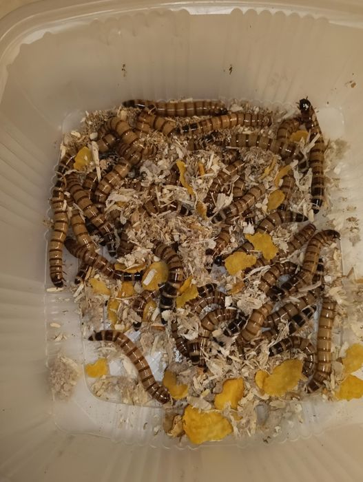 Hrană vie pentru reptile