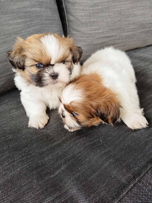 Ши тцу момченца и момиченца