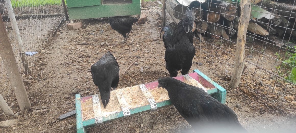 Ouă Ayam Cemani , rasa pură