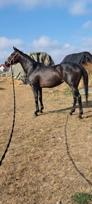 Pursânge  englez 9ani