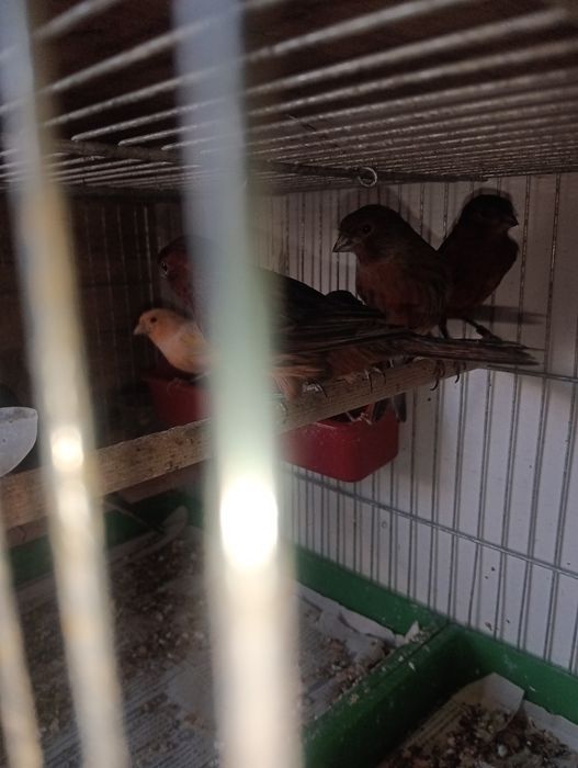 Канарчета таз годишни