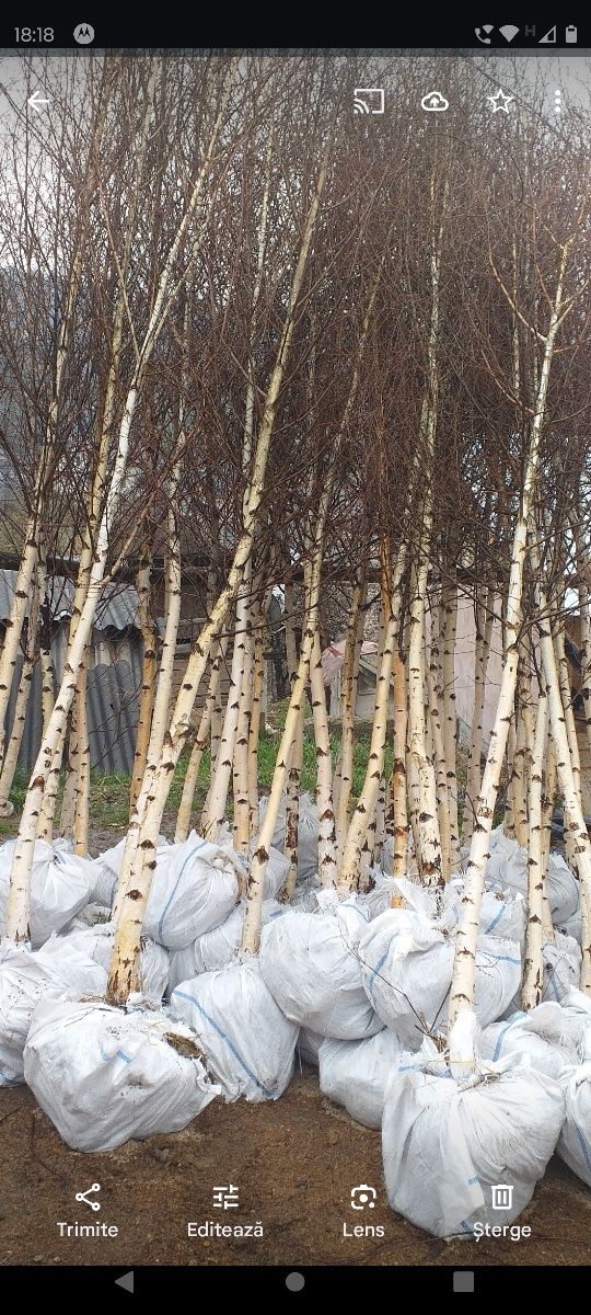 Vând copaci ornamentali mesteacăn platani