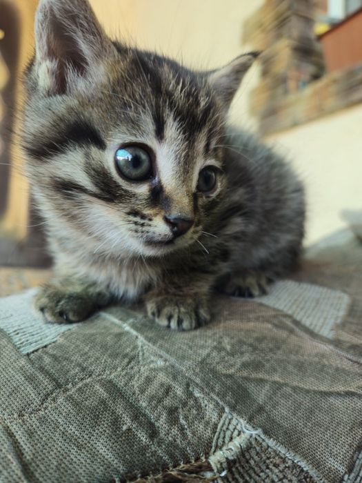 Отдам котенка в надежные руки