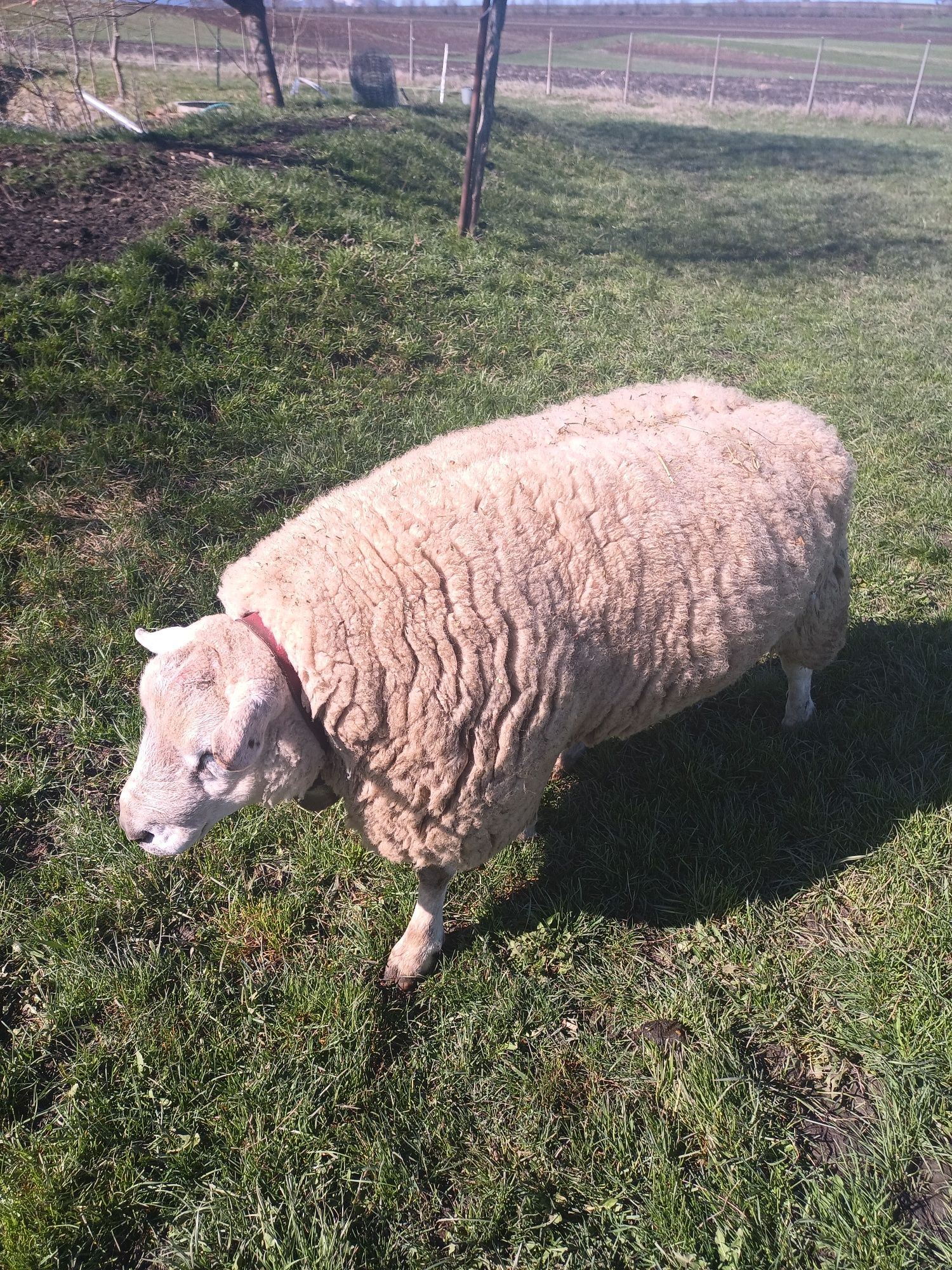 Berbec texel british