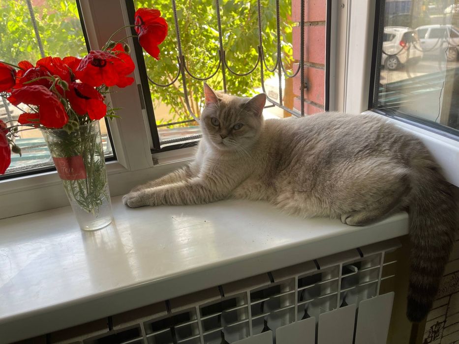 Скотиш страйт и Скотиш фолд