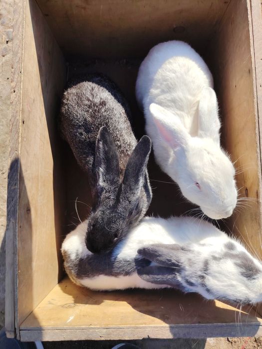 Filippin Quyonlar sotiladi