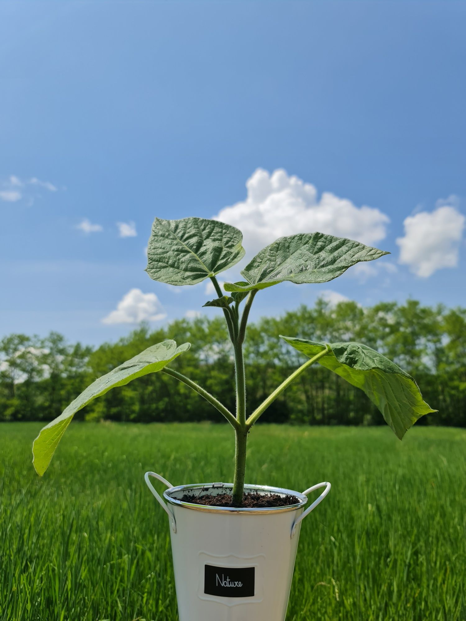 Paulownia Arborele Ornamental