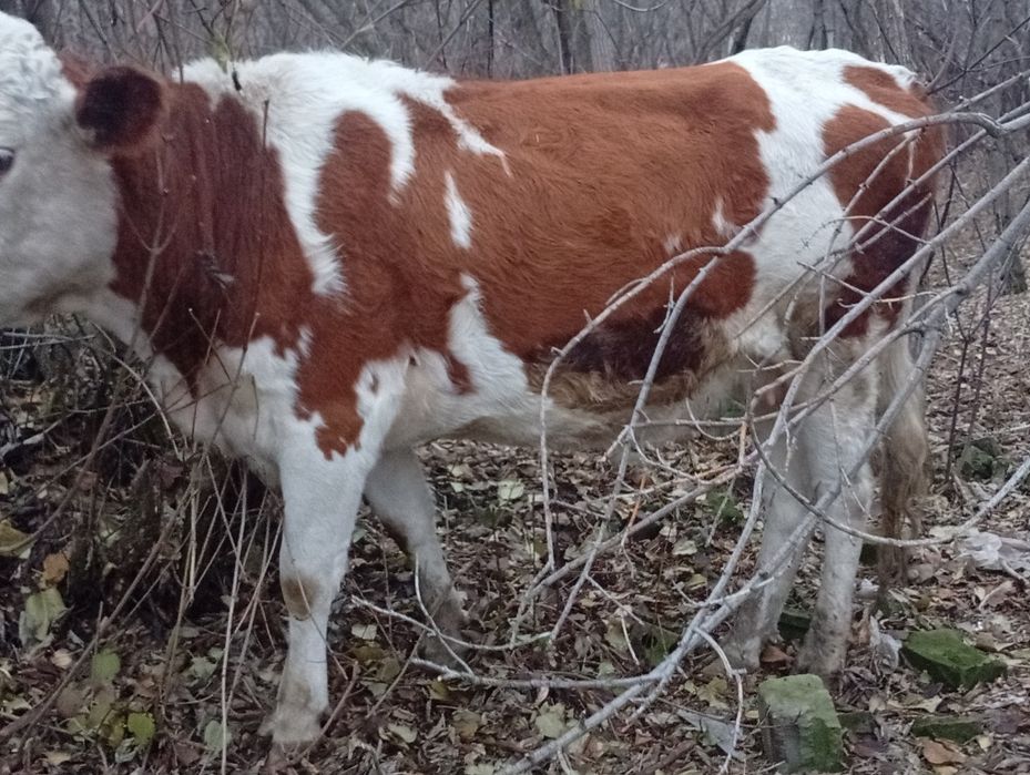 Продам стельных коров