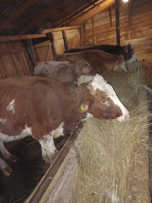 Vand vitele baltate .