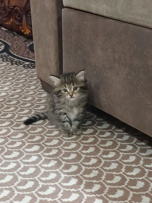 Zotdor chiroyli mushuk hadyaga beriladi