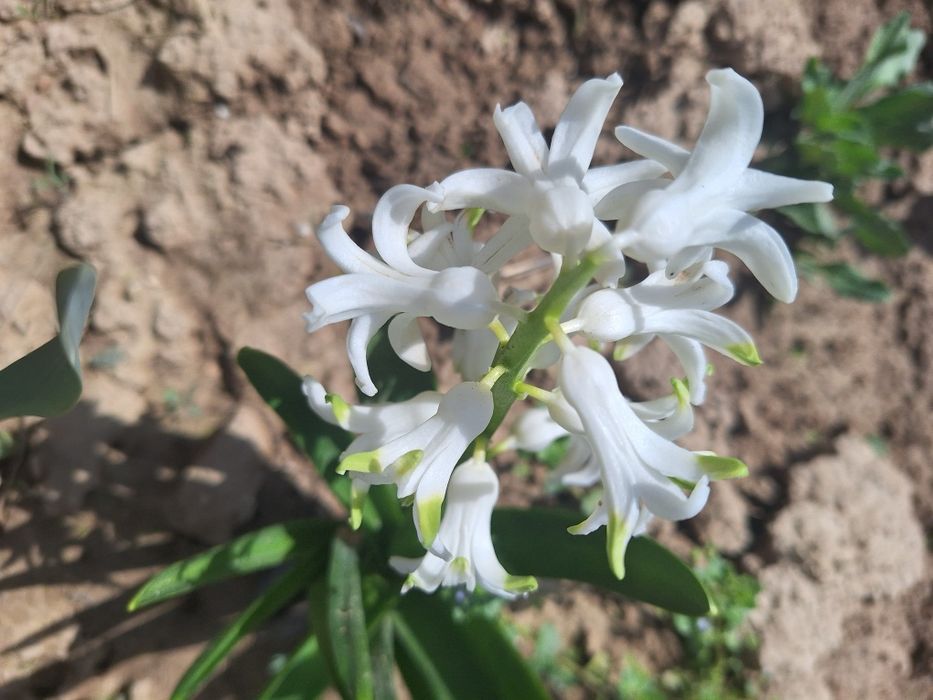 Har xil rangli lolalar narsis va geosintlar