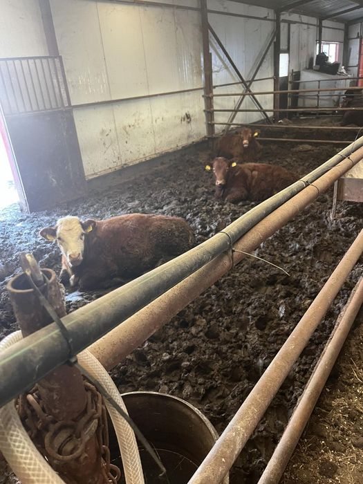 Продавам месодайни крави и телета