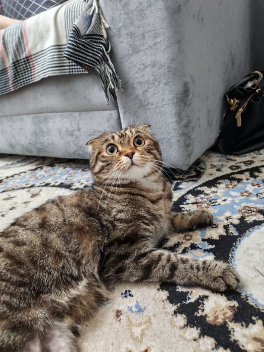 Отдам кота в добрые руки