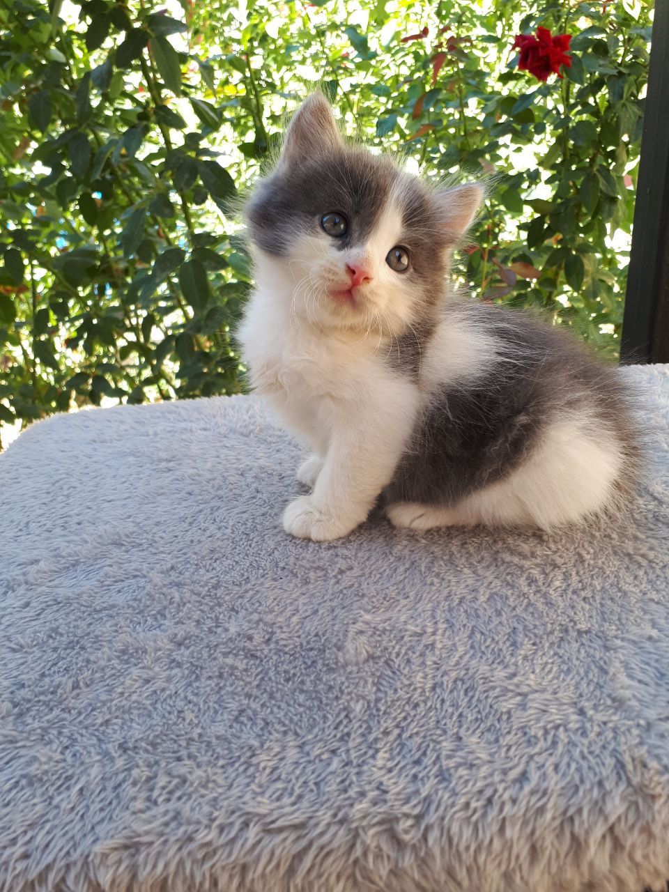 Пристраиваются котята