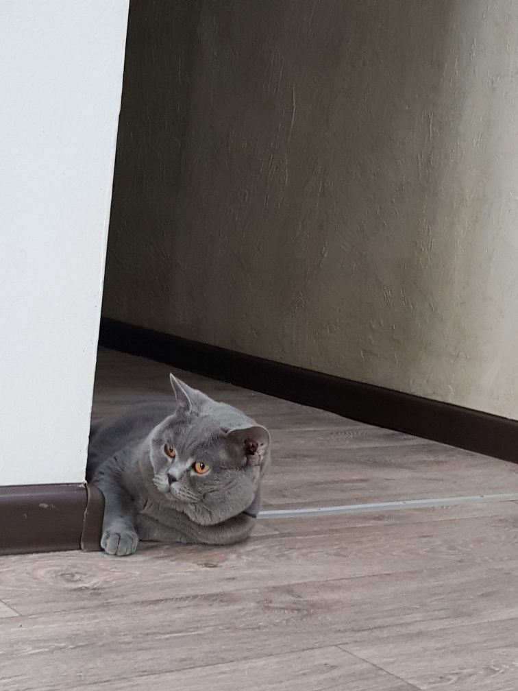 Молодой шикарный кот, с изумрудными глазами. Приглашает кошечек