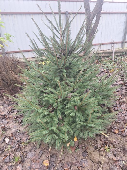 brad verde cu radacina