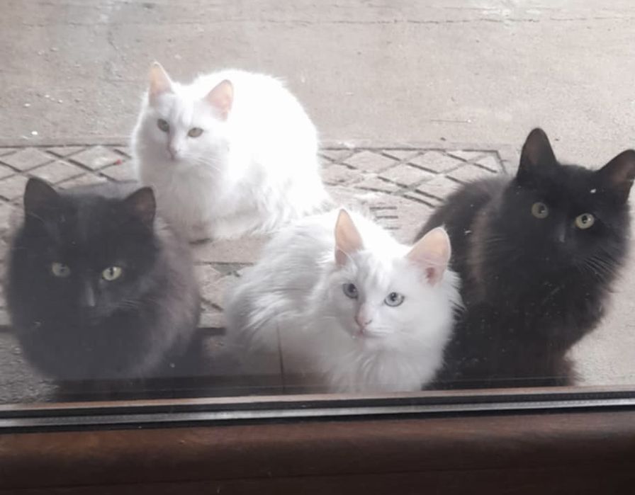 Pisici frumoase pentru adoptie