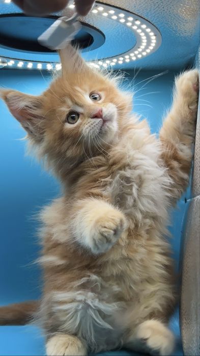 Продаются котята мейкун