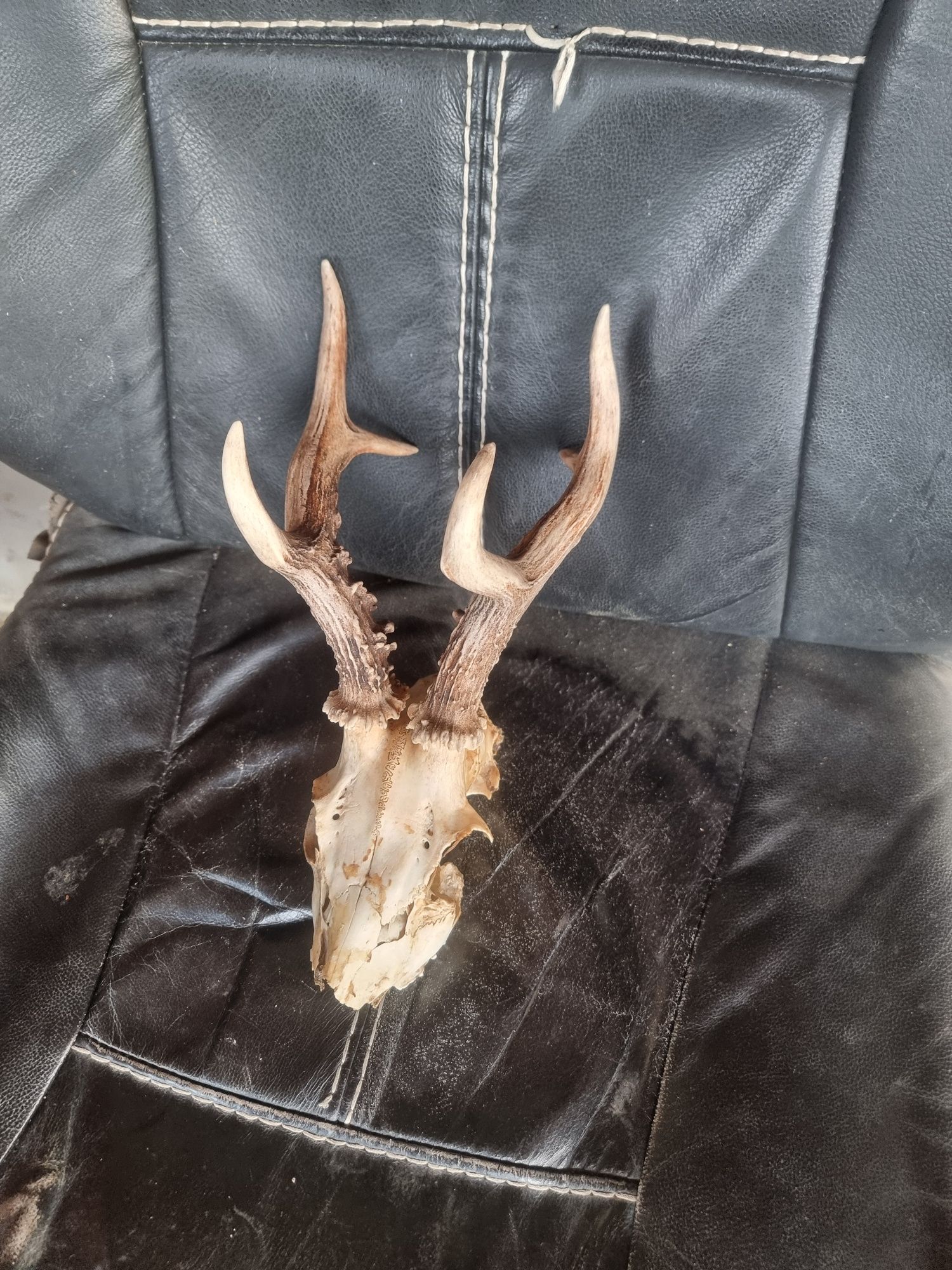 Trofeu coarne caprior