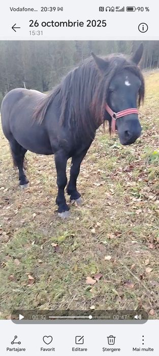 Vând armăsar de 6 ani detalii în privat