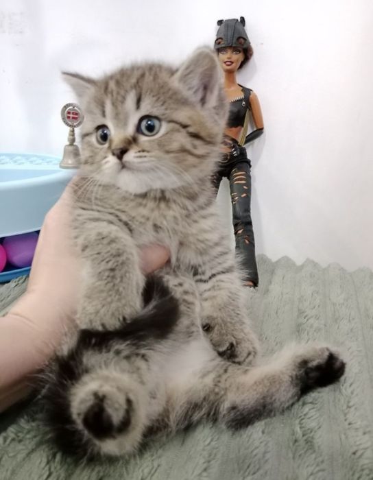 Роскошные котята