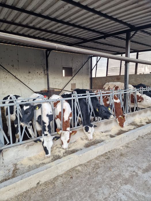 Vând 10 vitele 3-9 luni