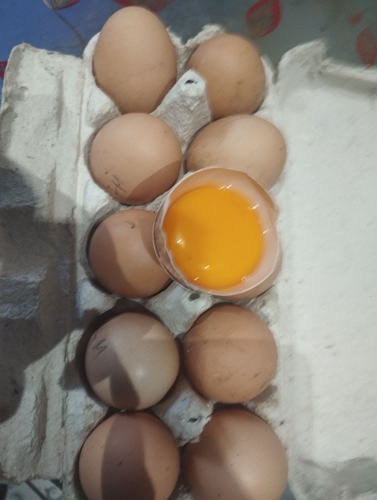 Vând ouă bio de la găinile proprii,hrănite doar cu grâu ,porumb,iarbă