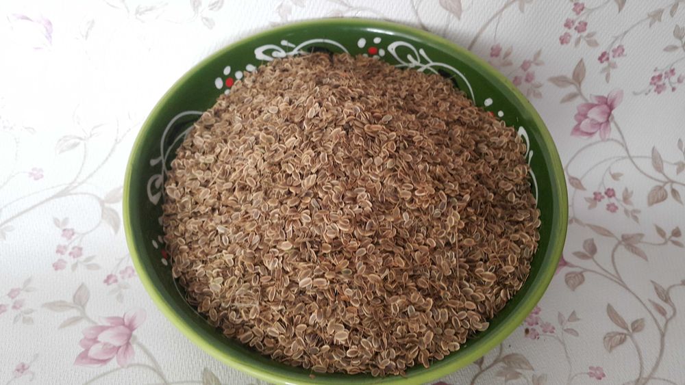 Семена Укропа свежий  домашний