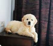 OFERTA VERII! Vand catelusa golden retriever,SUPERBA!